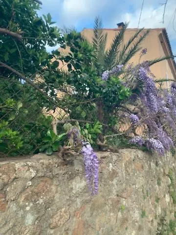 - Les Rosiers - Corse - Garance *